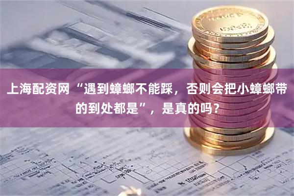 上海配资网 “遇到蟑螂不能踩，否则会把小蟑螂带的到处都是”，是真的吗？